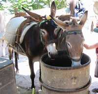 mule meaning in tagalog|mule in Tagalog .